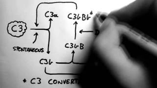 Complement 2 - Alternative Pathway