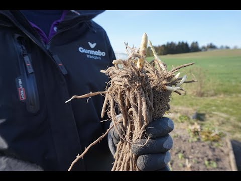 ODLA SPARRIS med trädgårdsmästare Maria