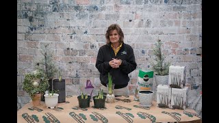 How to Plant Paperwhites ENGLISH GARDENS