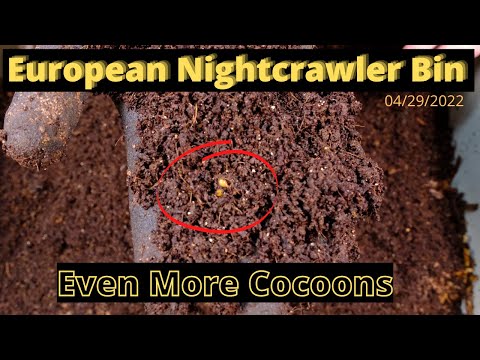 European Nightcrawlers (ENC) - Even More Cocoon!! 04/29/2022