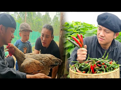 , title : 'Unique Red Pepper Harvest: Exchange For Three Chickens |BayNguyen'