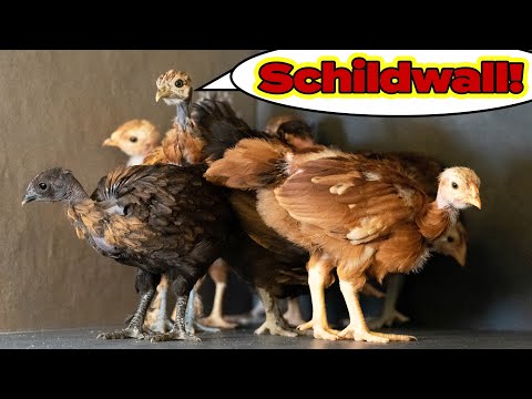 Reduziert auf 8 Küken - wo sind die anderen jetzt ?