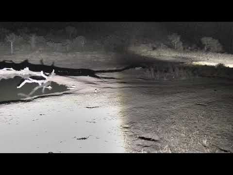 Djuma: Leopard quietly walks through - 03:20 - 10/15/18