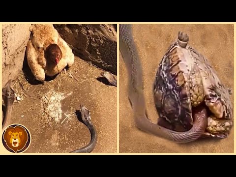 15 Schlangen, die sich mit dem falschen Gegner angelegt haben