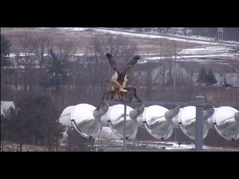 Red-tailed Hawks Nest, Cornell Lab, Ithaca, NY - 05 March 2023
