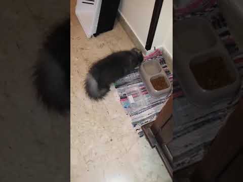 persian cat going to eat