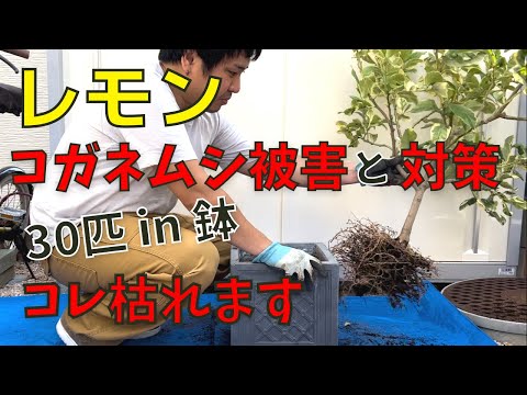 園芸 ボヘミアン オリーブの木、エレアグナス、狭葉のコガネムシ