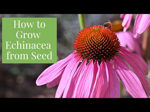 How to Start Coneflower From Seeds - Echinacea purpurea