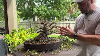 How to Bonsai: branch selection and repotting
