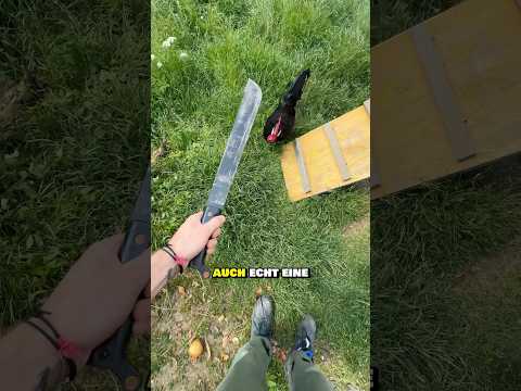 Bring a rooster around the corner?😱🐓 #agriculture #rooster #chickenkeeping #interesting #tricks