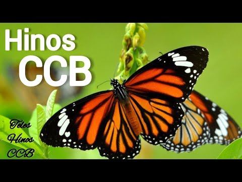 Hino CCB cantado e tocado #hinos #ccb #louvores  07/02/2023