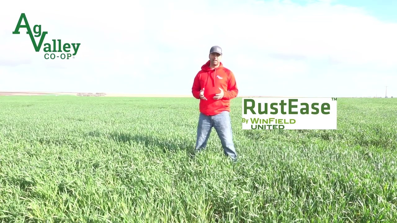 How to Protect your Wheat against Striper Rust