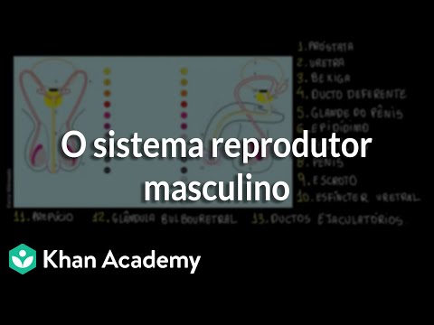 The male reproductive system
