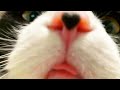 this is why cats are the best | compilation DEFAULT Thumbnail