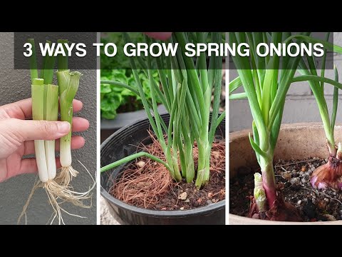 , title : 'THREE WAYS TO GROW SPRING ONIONS | how to grow spring onions at home