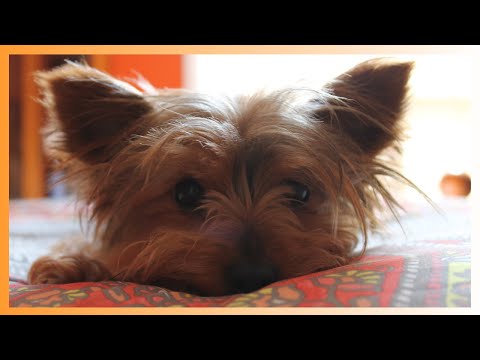 How a Yorkie Can Brighten Your Life: The Ultimate Guide to This Delightful Breed
