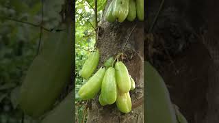 Download lagu 'Tleung Toeng' is not 'Teng Teng Teng' or 'Toul Teng Teng'#Short mp3