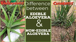 Varities Of Aloevera/Difference Between Edible and Non-edible Aloevera/Barbadensis VS Chinensis