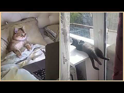 Funny Cats will make you LAUGH YOUR HEAD OFF 🤣 - Funny and Cute Cat Videos Compilation Cafa Land#2