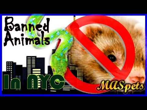 Exotic Pets that are Illegal in New York City!
