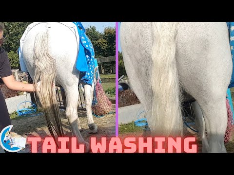 YouTube video about: How to get a horse's tail white?