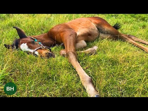 Meet Zenyatta's Last Foal, a War Front Filly!