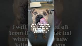 As you look at Eleanor, you can't help but wonder what she's been through #newday#pets #rescue #dog