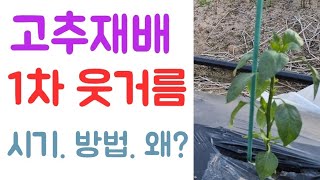 고추???? 1차 웃거름 시비???? 시기? 방법? 왜? ???? 부직포, 페트병 보온효과 ???? 