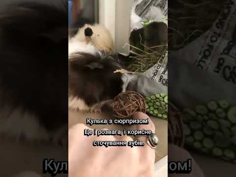 Набор Хрум-Хрум для морских свинок: Синник + Сено + Игрушка + 0,5 кг корма Versele-Laga в подарок - фото 1 - id-p2900829033