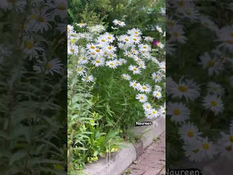 #canadavlogs #daisyflowers
