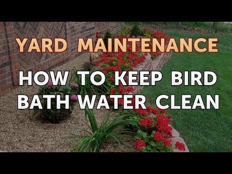 YouTube video about: How to keep fountain water clean for birds?