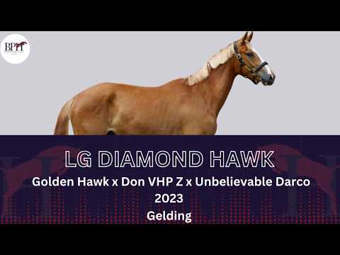 LG Diamond Hawk