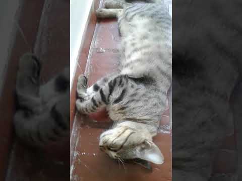 Este gato esta  gozando la Navidad