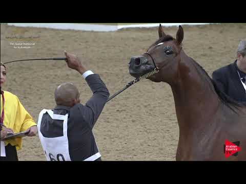 N.160 SOHAIB AL SARAB - 2019 Qatar Individuals - Colts 2 Years Old (Class 5A) .mp4