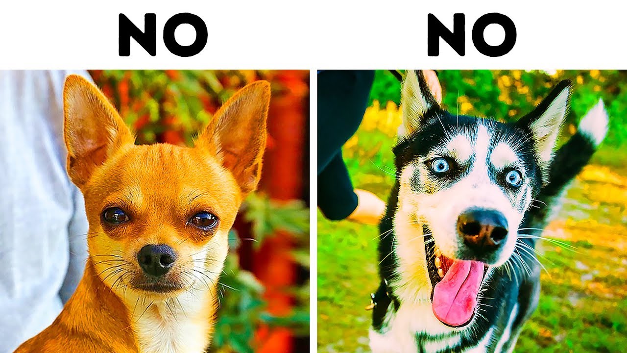 10 Dog Breeds That Are Not for Families with Kids