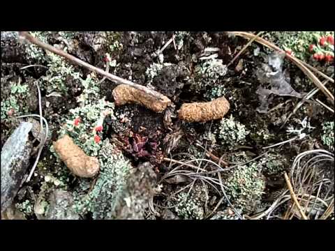 MyNature Apps; Identifying Grouse Scat