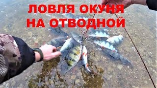 Зимний окунь на отводной поводок