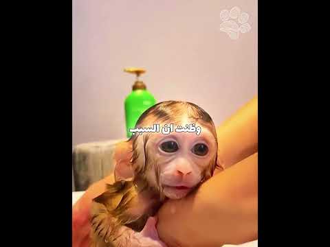 قرد صغير يتعرض للضرب من أمه لكن... 😨 #shorts