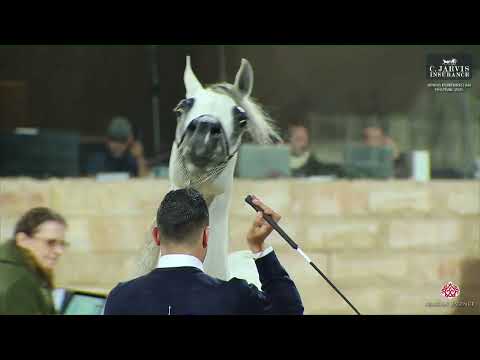 N 212 D ARGHAD   KPAHS Purebred AH Festival 2025   Senior Stallions Class 6B