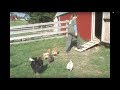Reel Life at Farm Sanctuary - Ep. 2: Chicken Nutrition.