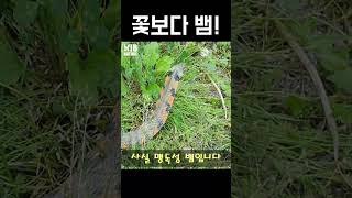 Download lagu 꽃뱀은 진짜 독한 놈입니다. mp3 Download lagu 꽃뱀은 진짜 독한 놈입니다. mp3