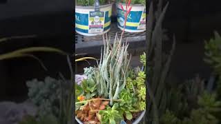 Potted succulents @ Lowe’s | Spring Season #shorts #succulents #garden