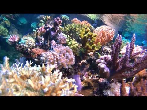 Actionpro X7 - Unterwassermodus für Tauchaufnahmen Test [HD]