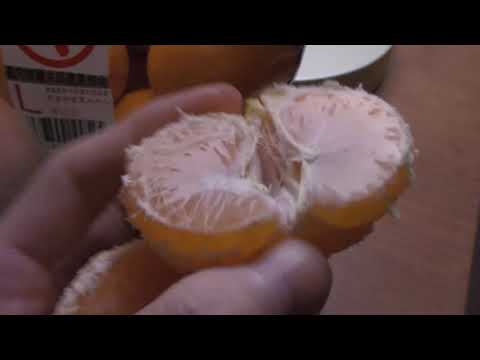 download lagu mp3 mp4 Japanese Mandarin Oranges, download lagu Japanese Mandarin Oranges gratis, unduh video klip Japanese Mandarin Oranges