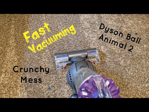 Dyson Ball Animal 2 | Fast Vacuuming with Crunch.
