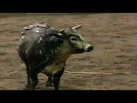 Tuff Hedeman vs Hells Bells - 97 PBR Vancouver (80.5 pts)