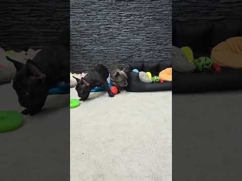 Video 3