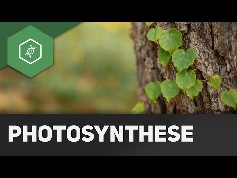 Photosynthese — REMAKE (Gesamt-Überblick)