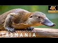 David Attenborough Tasmania Documentary