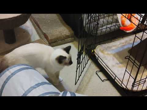 Skyler being hyper playful tonight #skyler #kitten #cat #kittenplaying #funnykitten